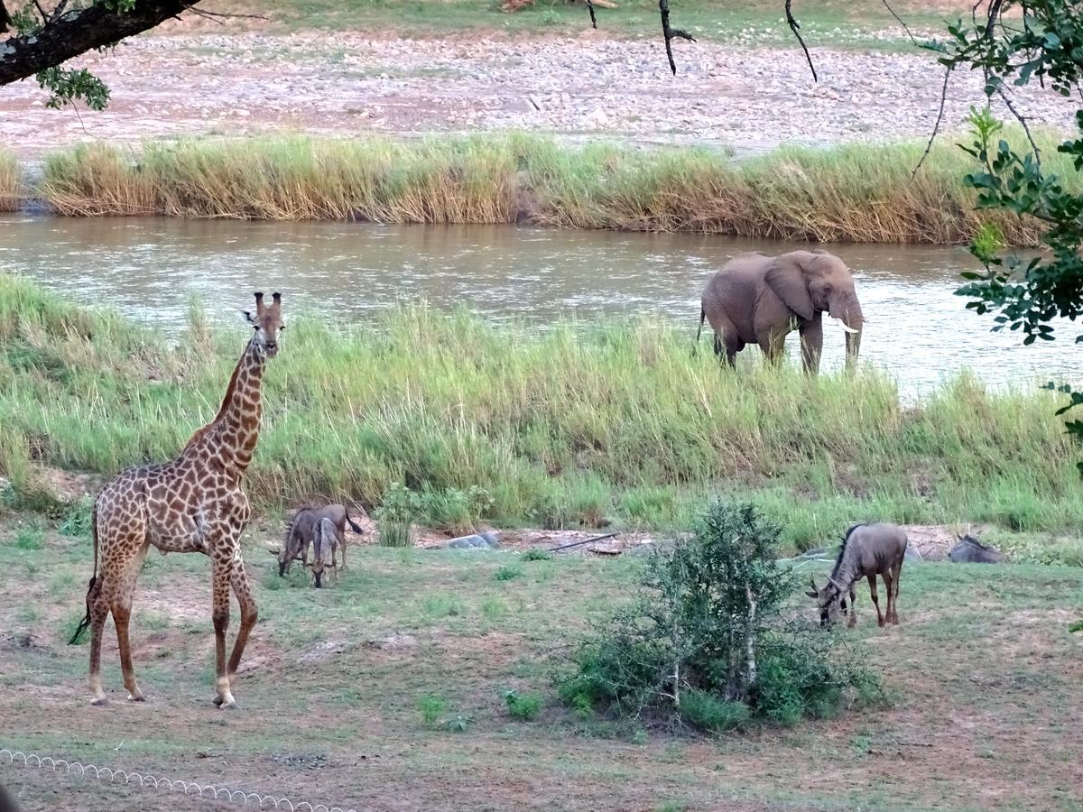 Emhosheni River Lodge Balule Game Reserve Exterior photo